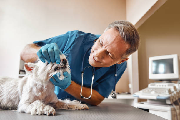Best Emergency Dental Care for Abscessed Tooth in Richfield Springs, NY